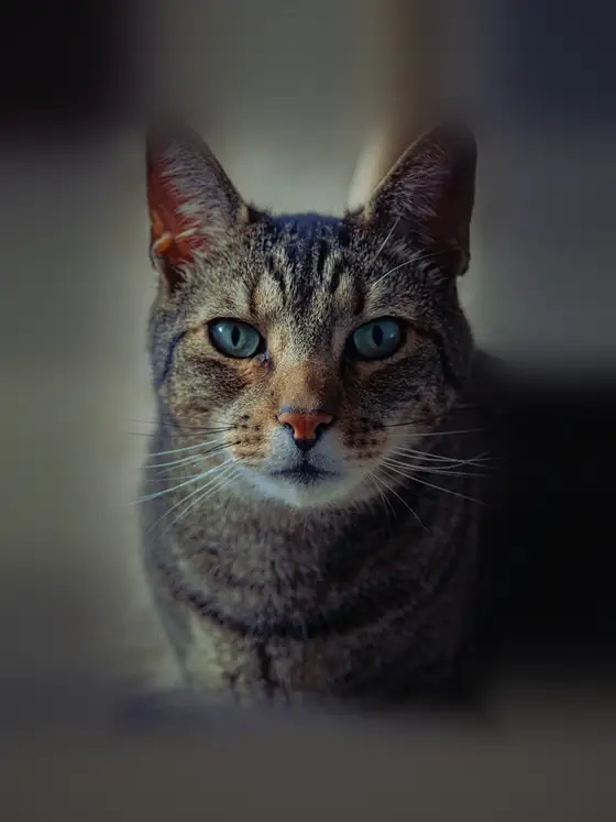 Gato tigrado cinzento de olhos azuis