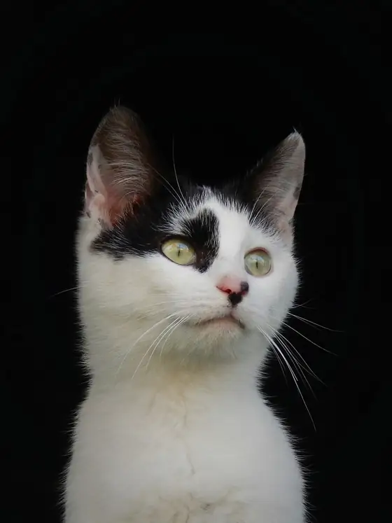 Gato branco e preto a olhar para cima