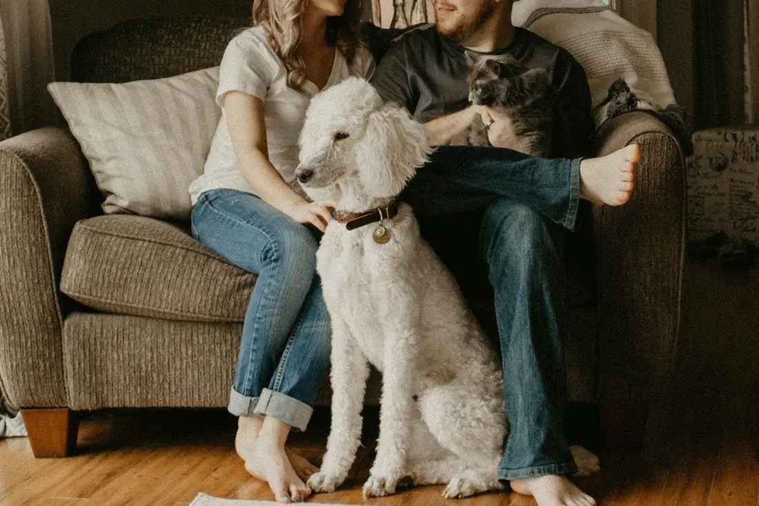 Casal no sofá de casa com um caniche branco e um gato