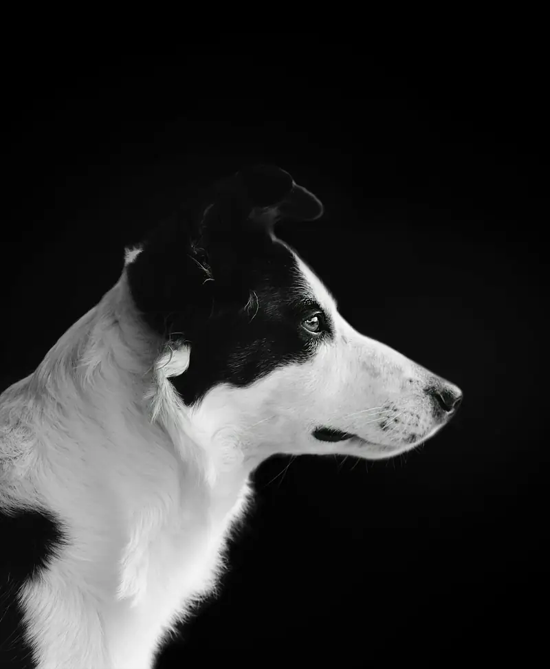 Border collie de perfil sobre fundo preto
