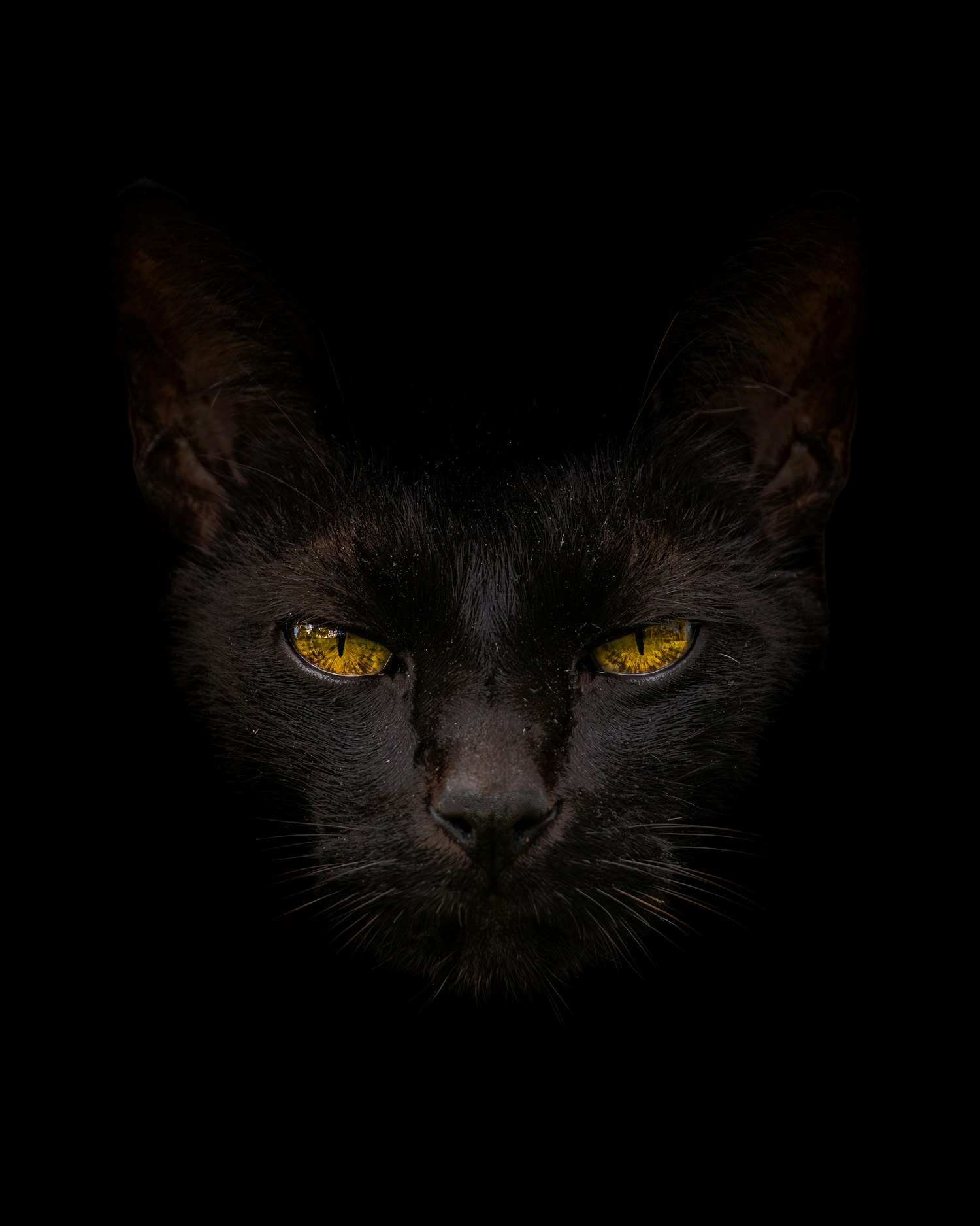 Gato preto de olhos amarelos