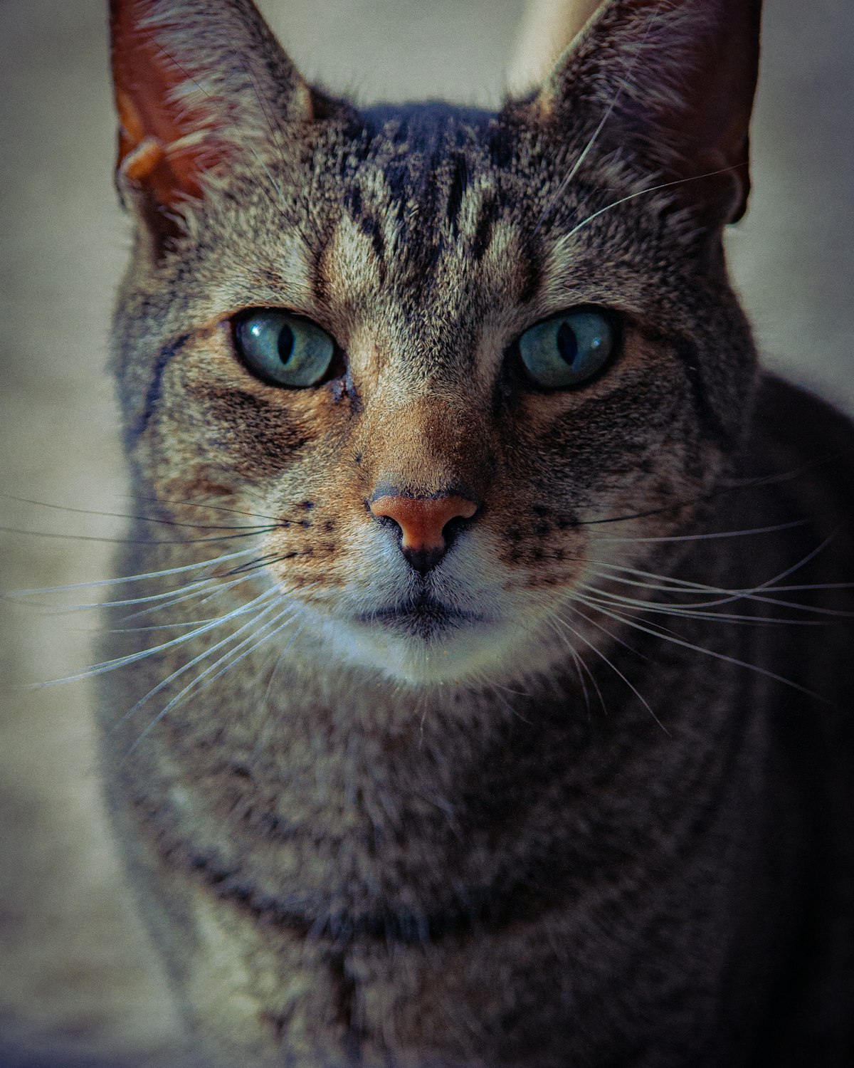 Gato de olhos azuis
