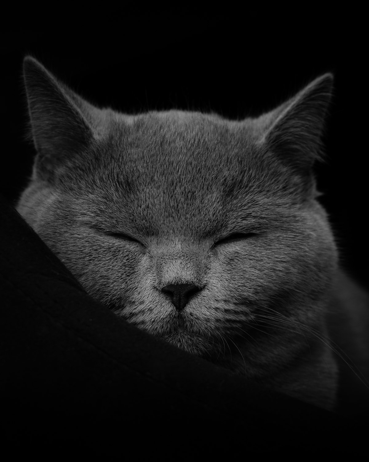 Gato british shorthair cinzento