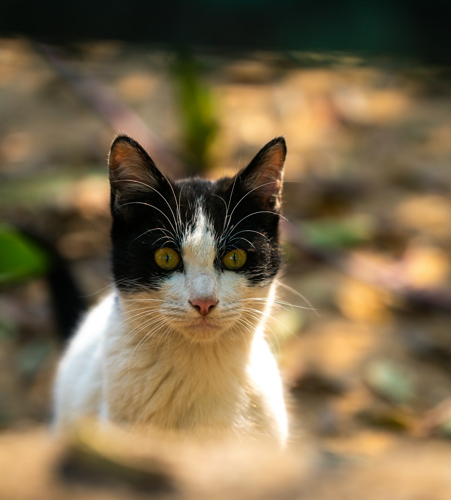 Gato preto e branco