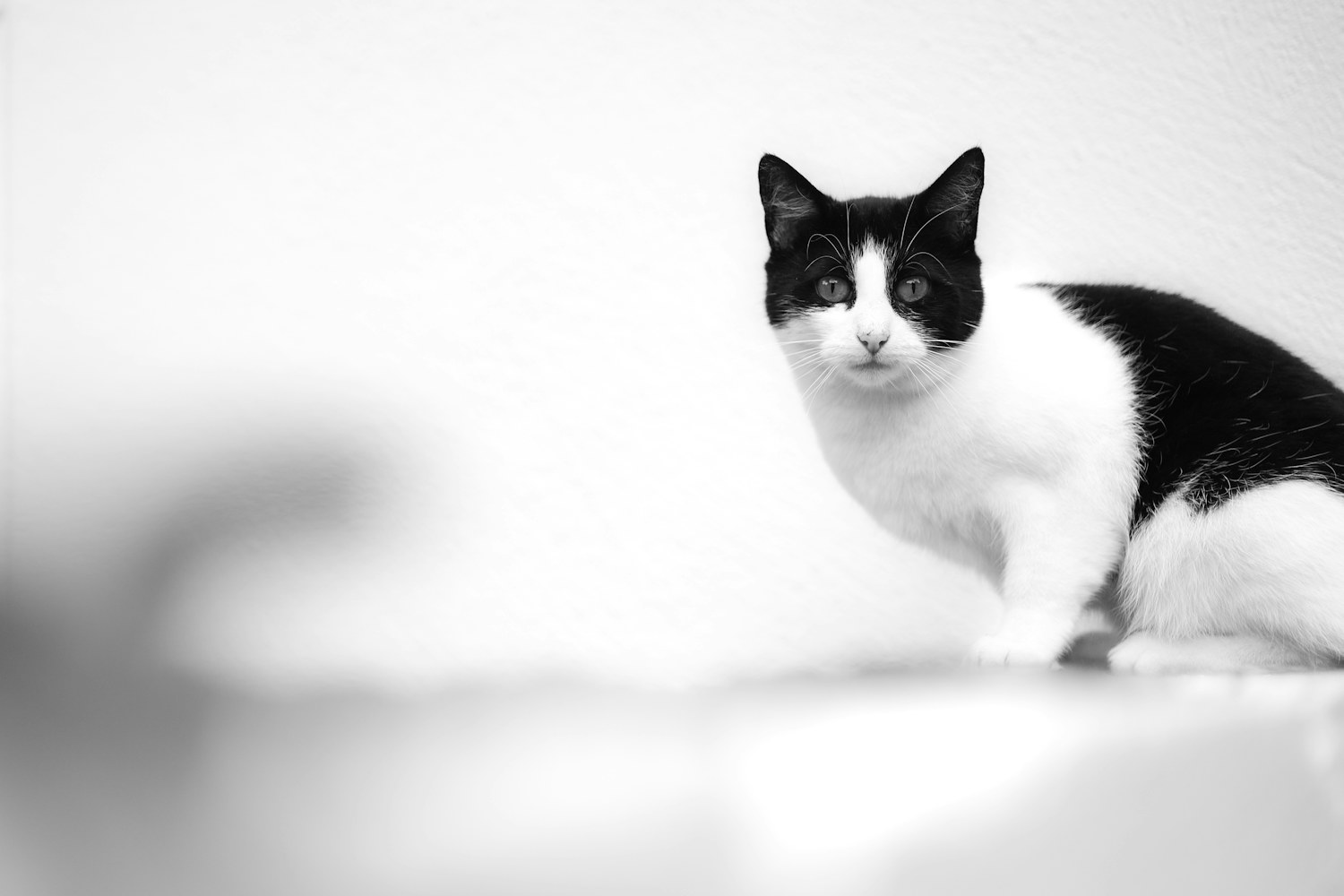 Gato preto e branco a olhar para a câmara