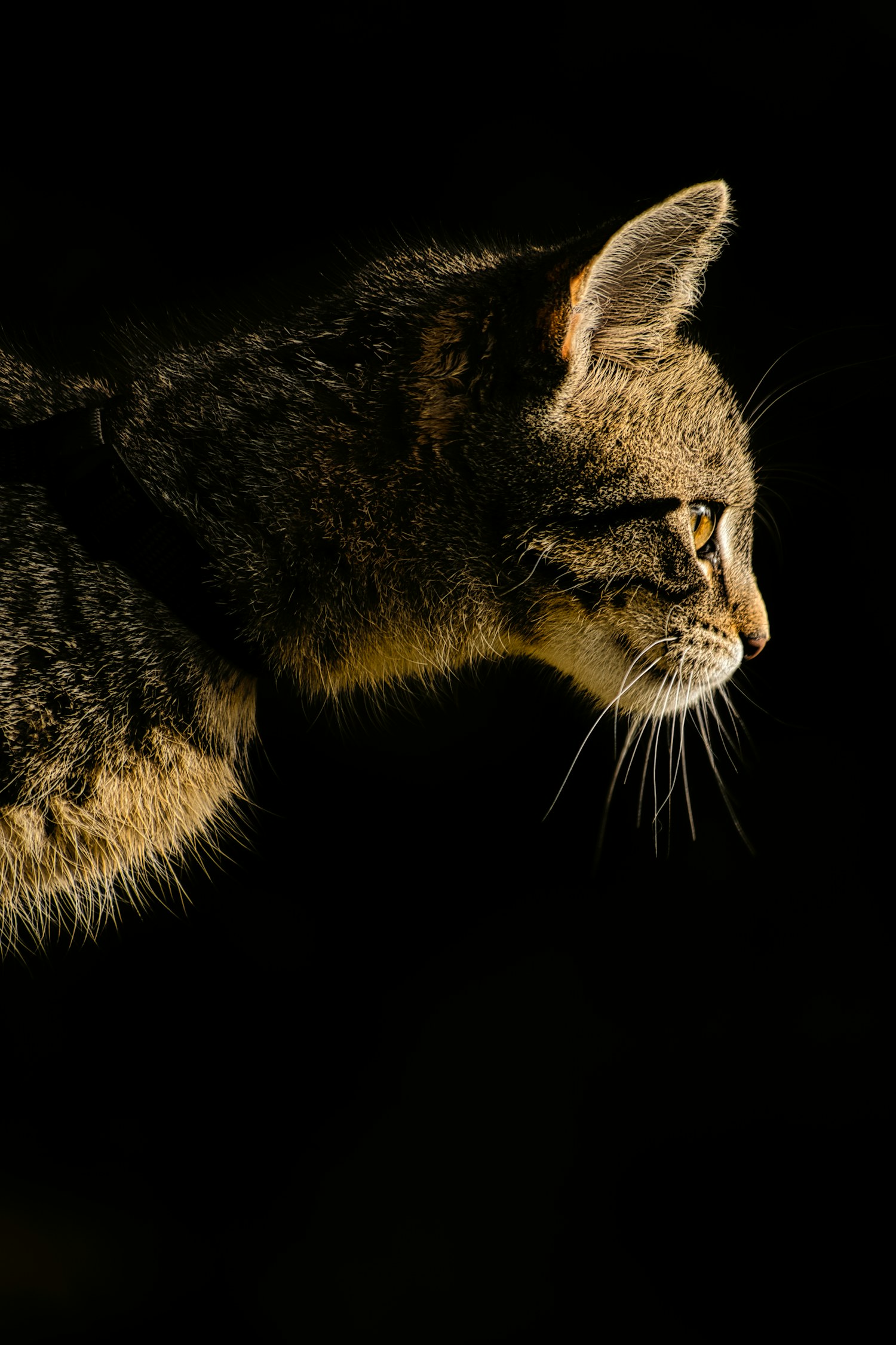 Gato na penumbra