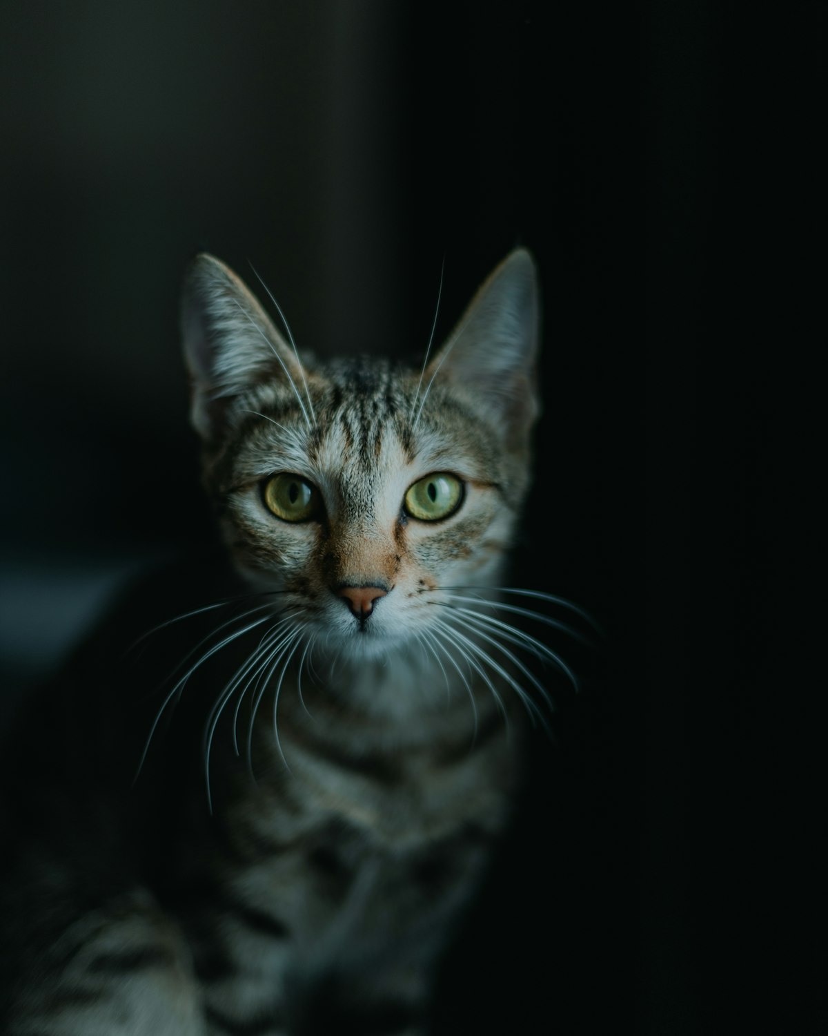 Gatinho tigrado