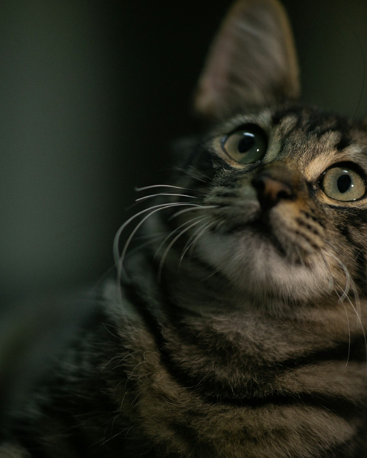 Gato tigrado a olhar para cima