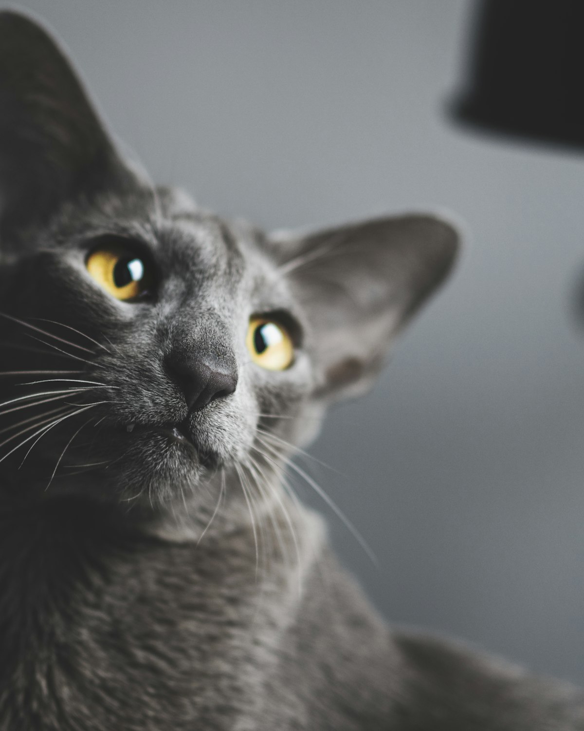 Gato oriental de olhos amarelos