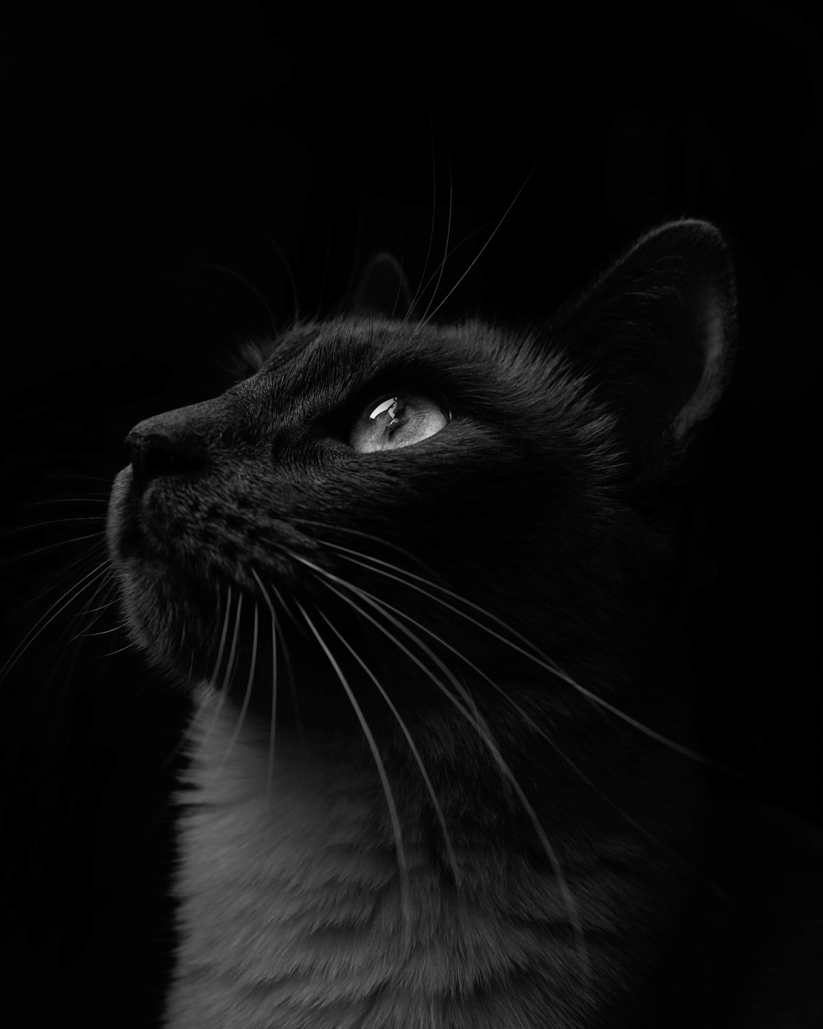 Perfil de um gato preto