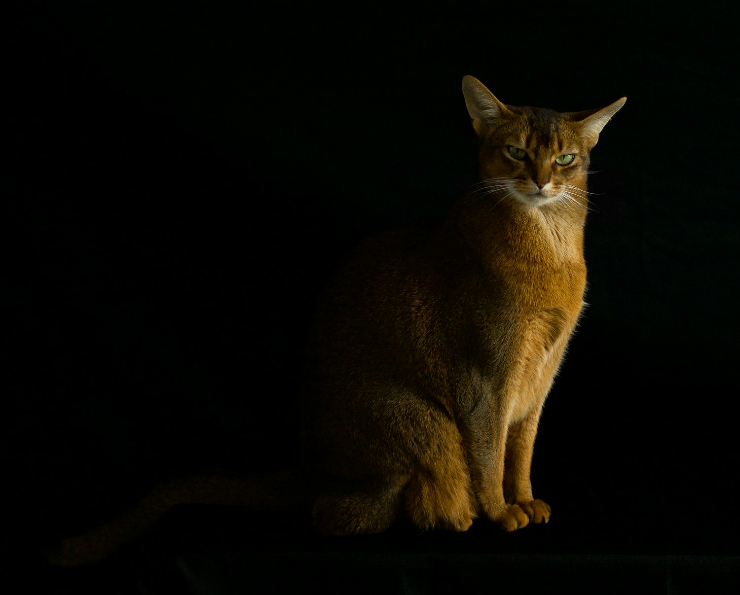 Gato tigrado laranja