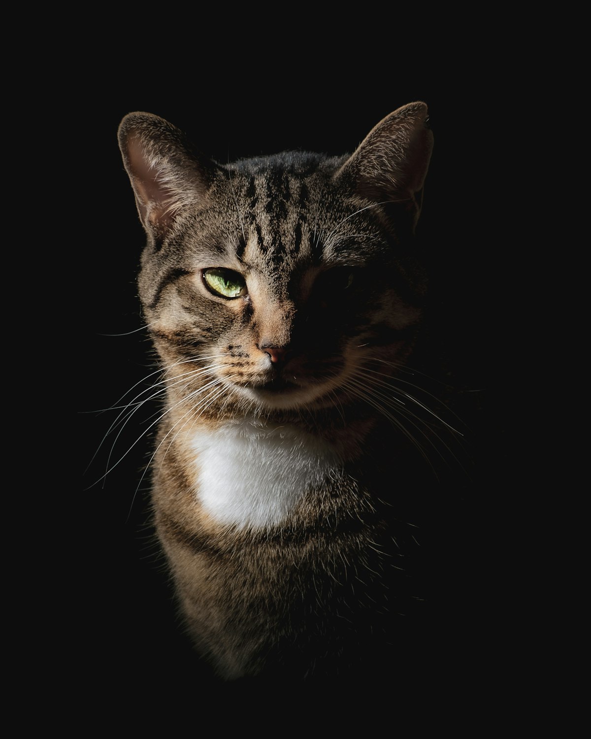 Gato tigrado sobre fundo preto