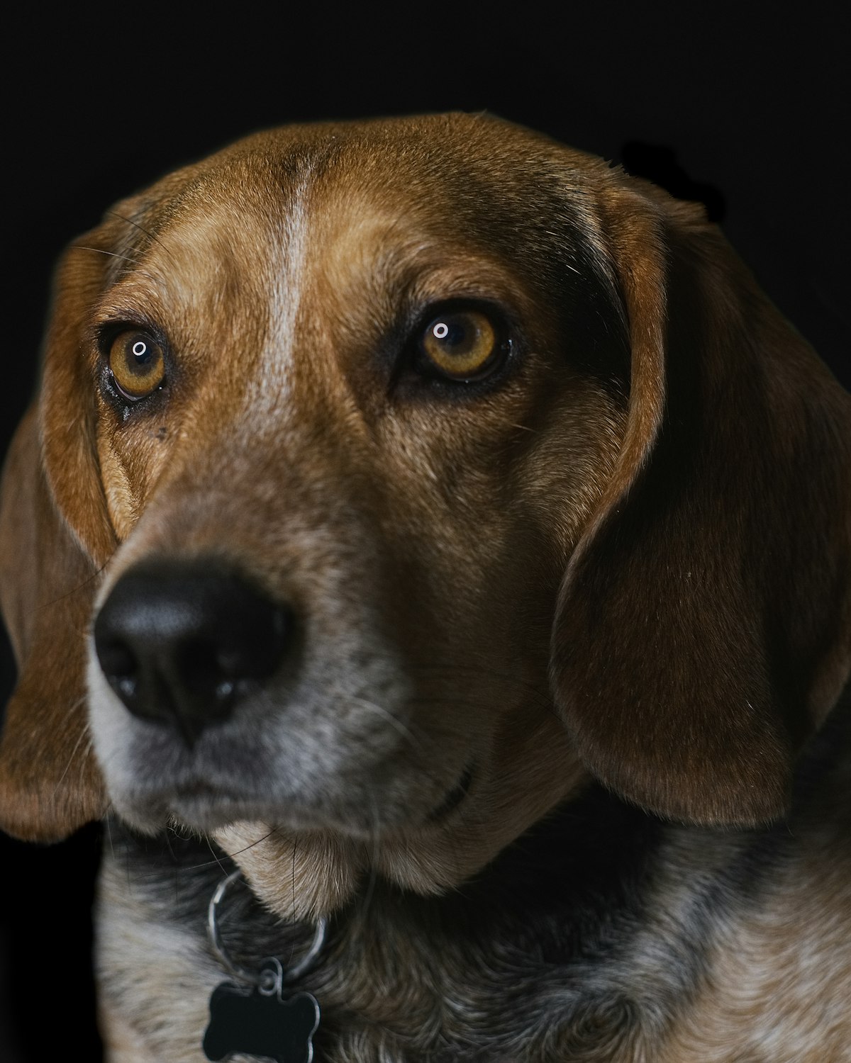 Beagle em luz baixa