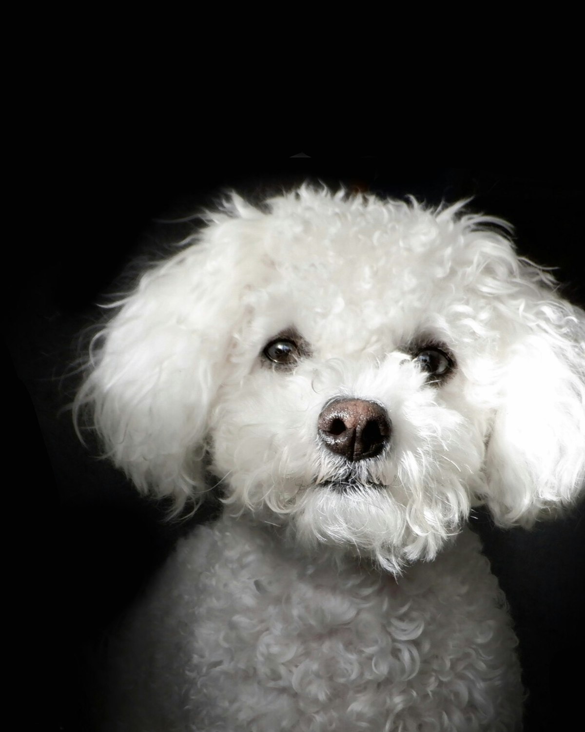 Bichon branco sobre fundo escuro