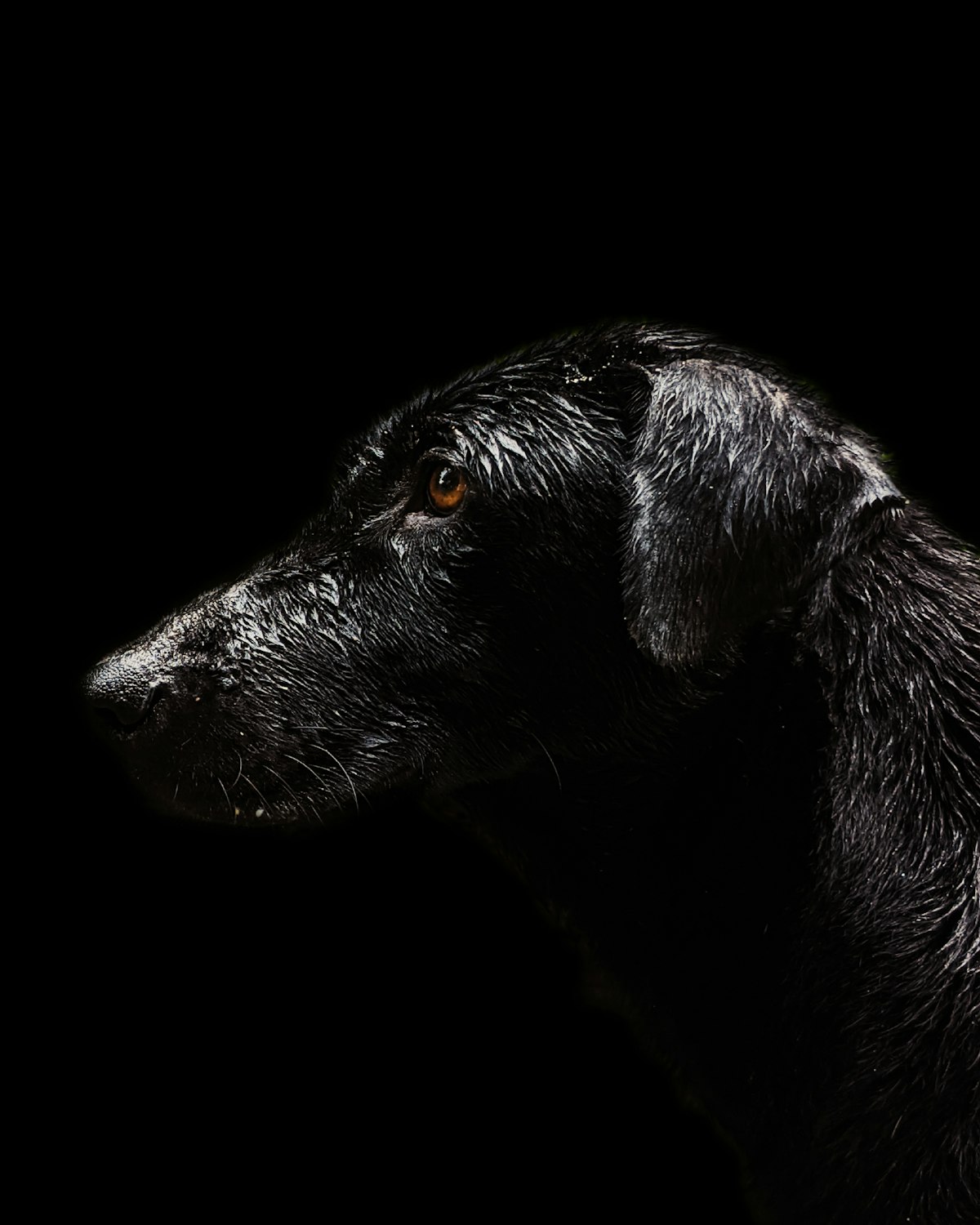 Retrato escuro de um cão preto de perfil