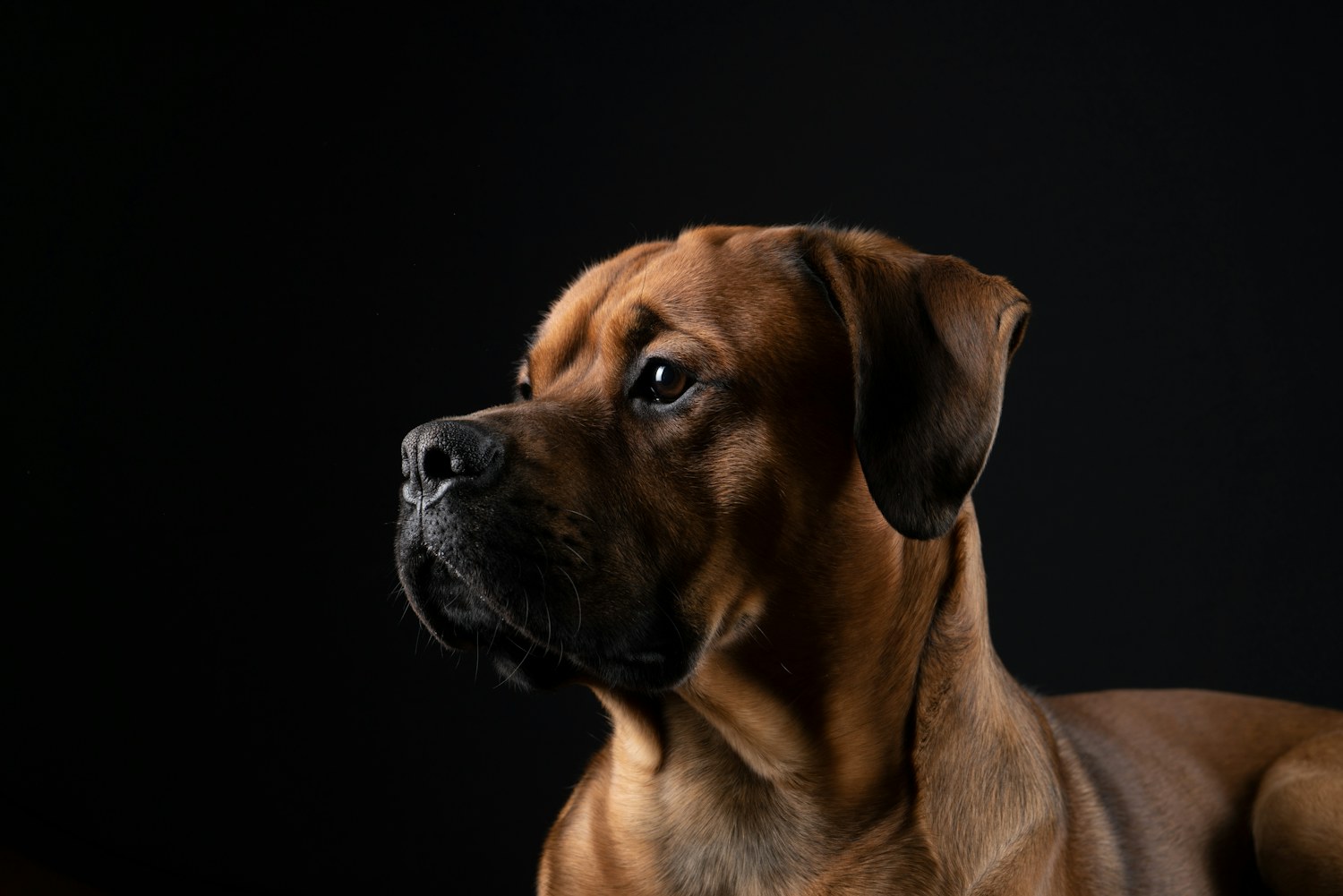 Cão castanho de perfil