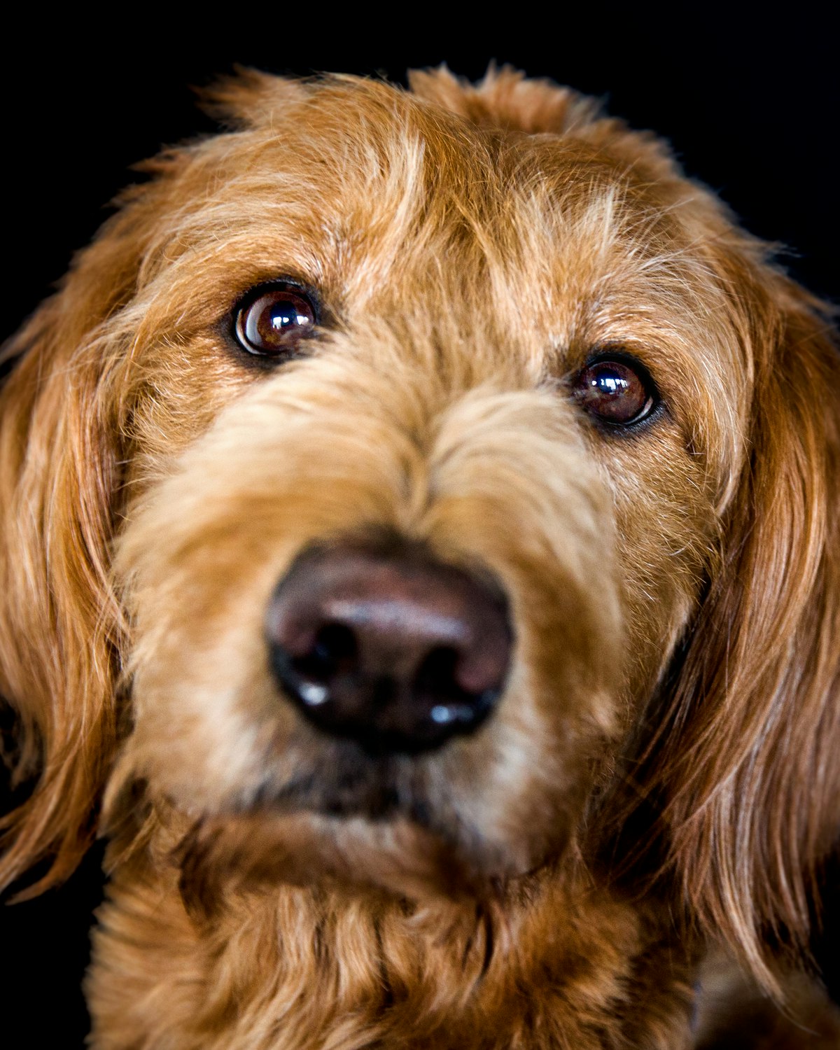 Cão de pelo dourado encaracolado