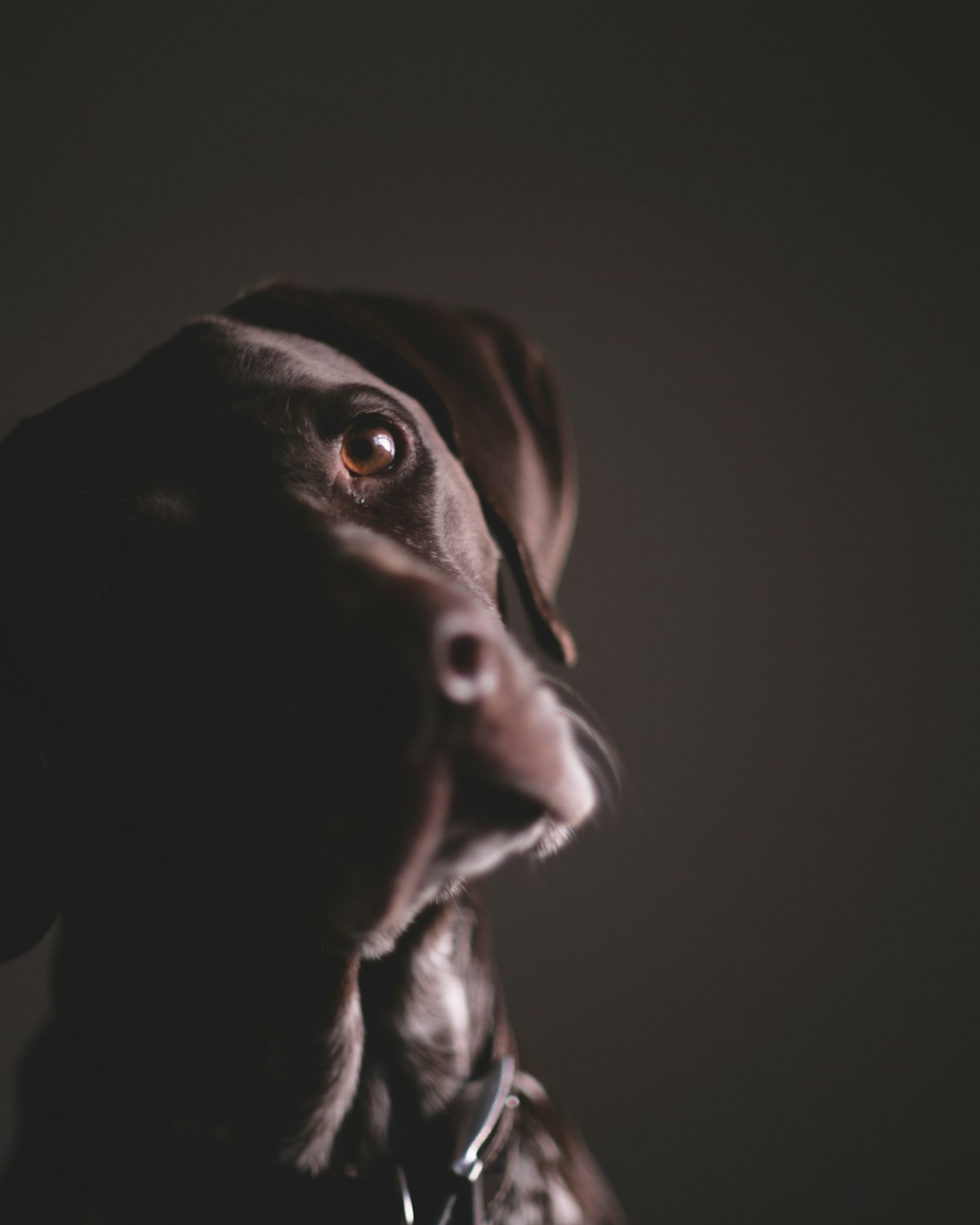 Galgo na penumbra