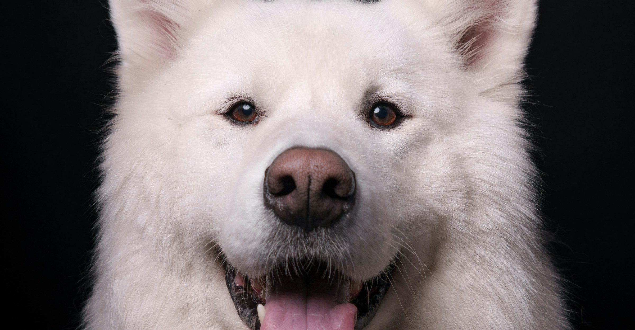 Retrato de estúdio de um cão branco sobre fundo preto