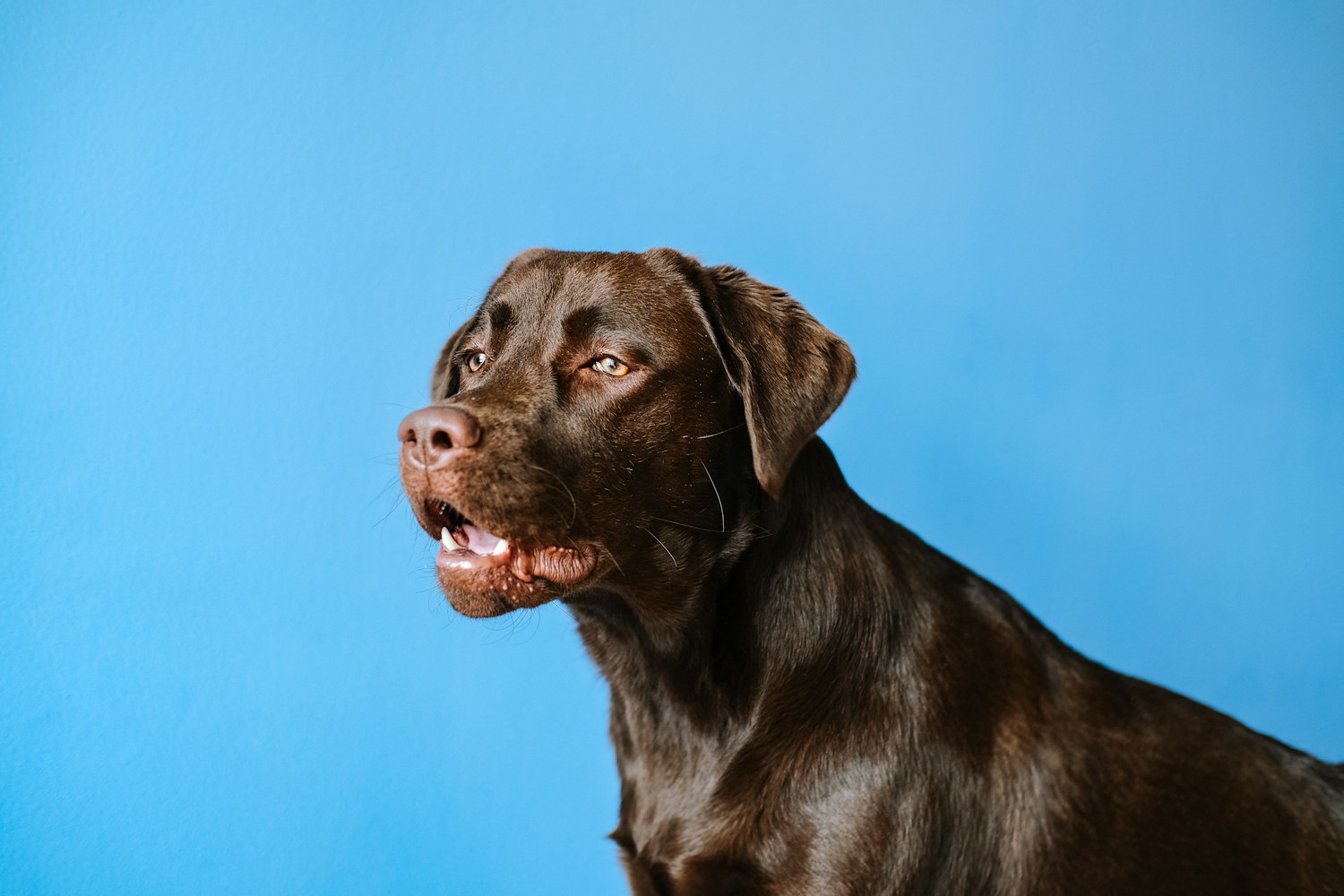 Labrador chocolate