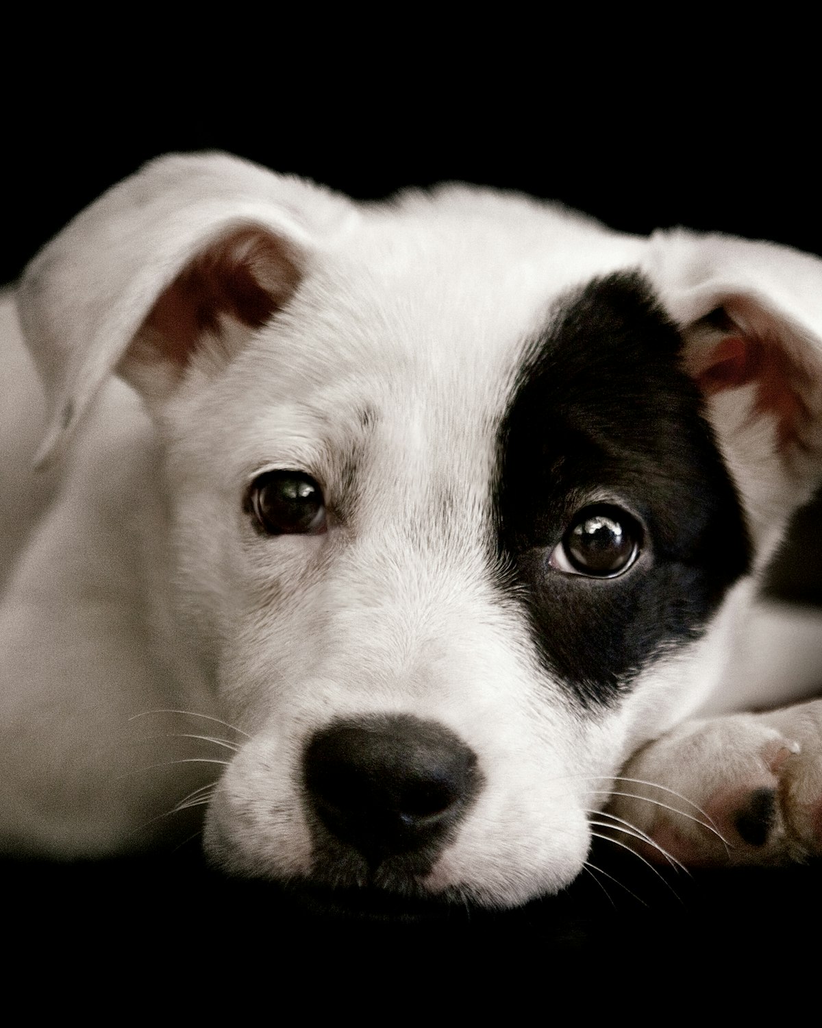 Cachorro branco com mancha preta
