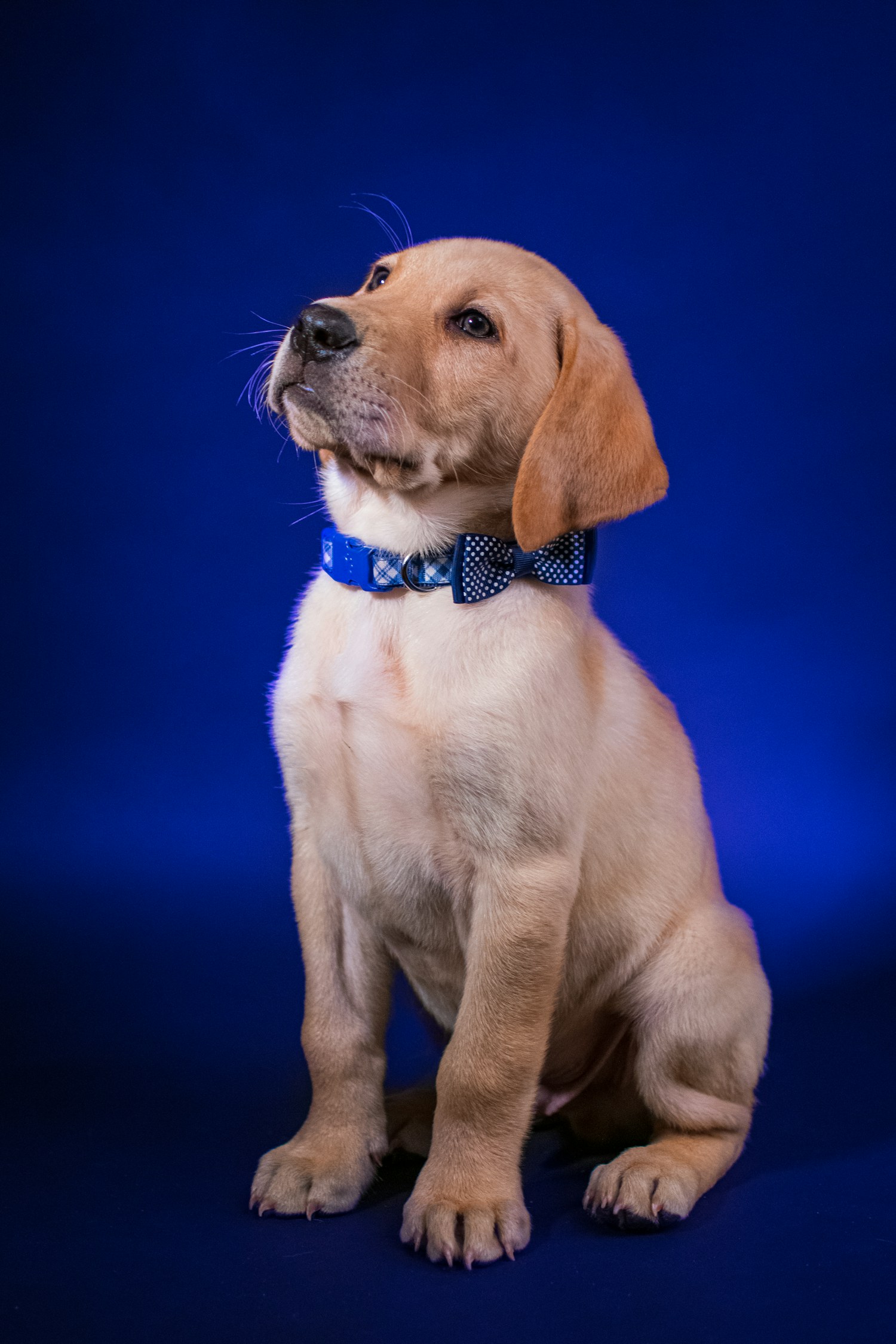 Cachorro labrador