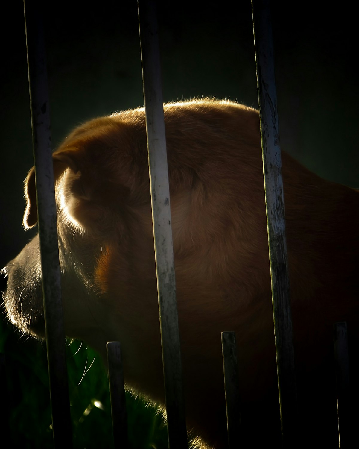 Cão recortado por contraluz quente