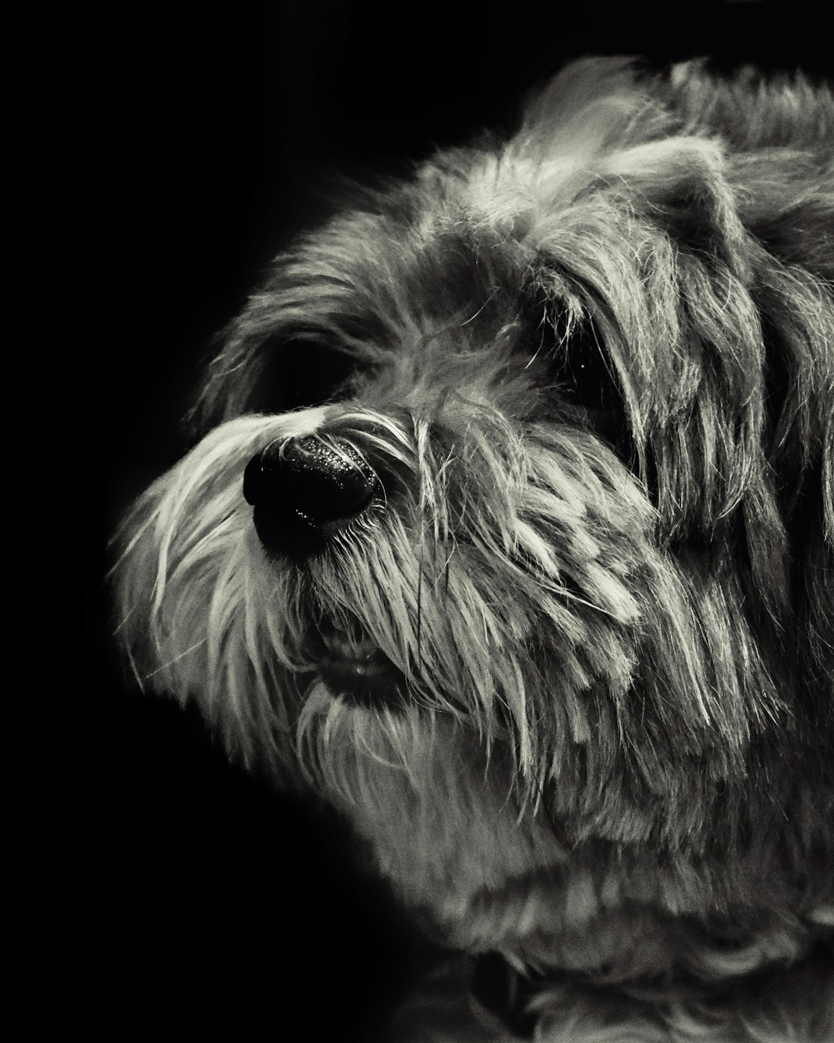 Terrier de pelo cinzento