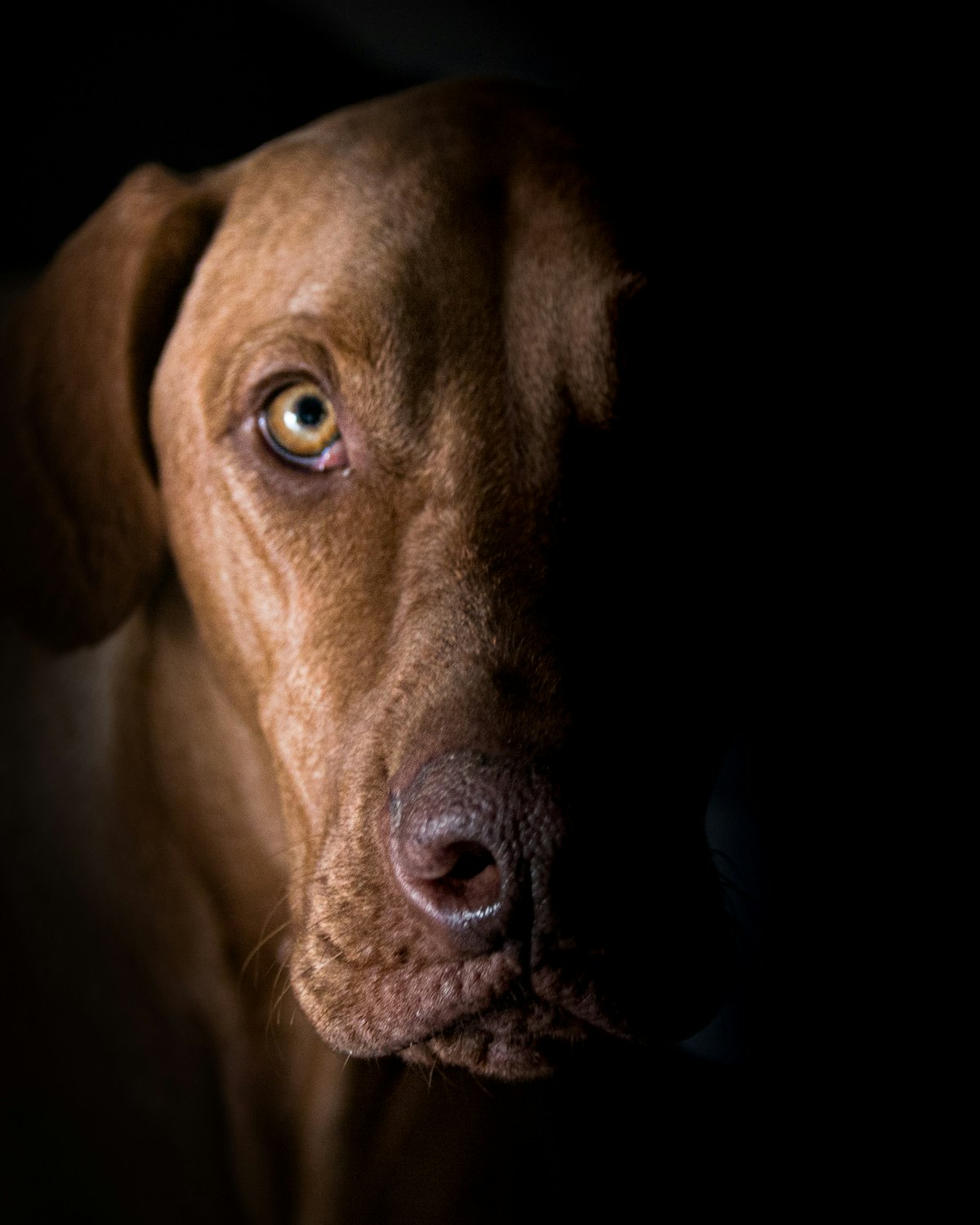Cão de pelo acastanhado em luz baixa