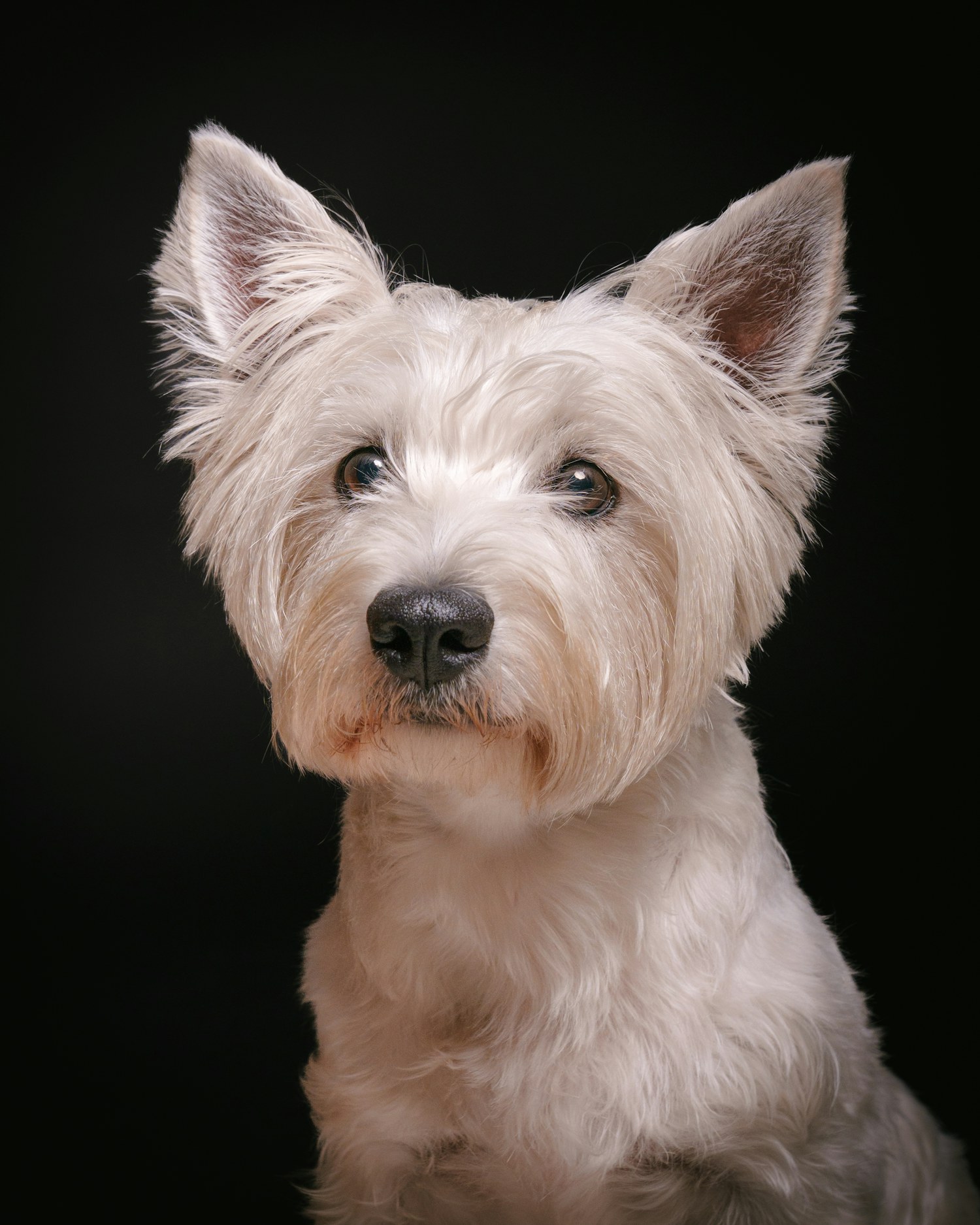 Retrato de estúdio de um west highland terrier branco