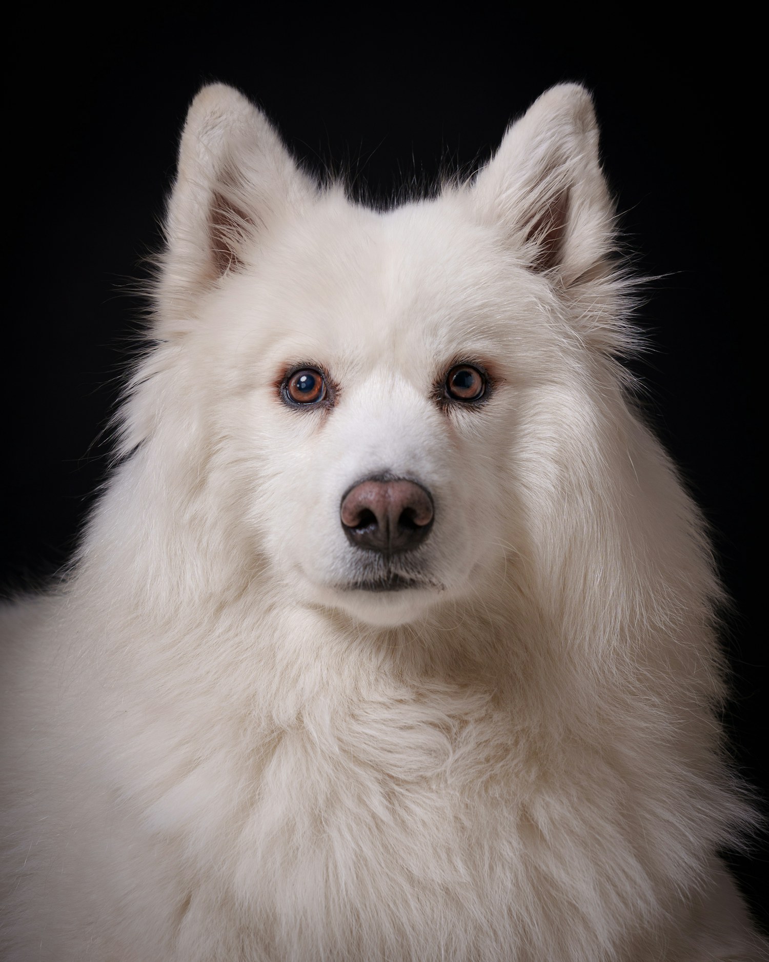 Cão branco sobre fundo preto