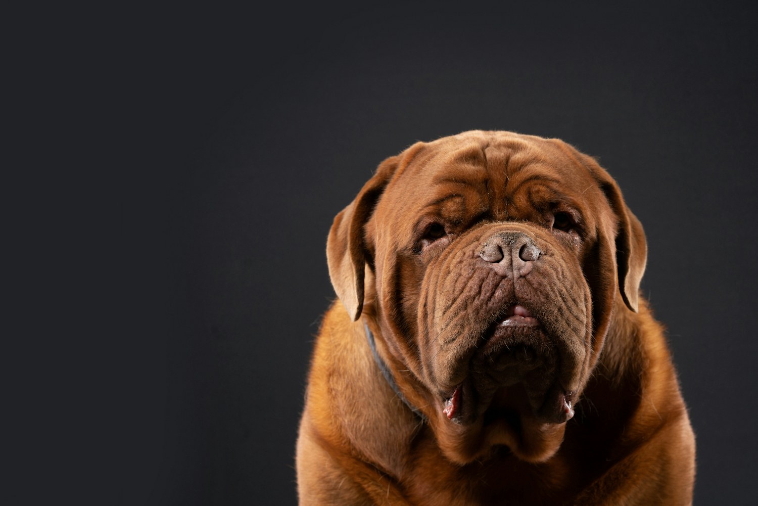 Cão de focinho enrugado